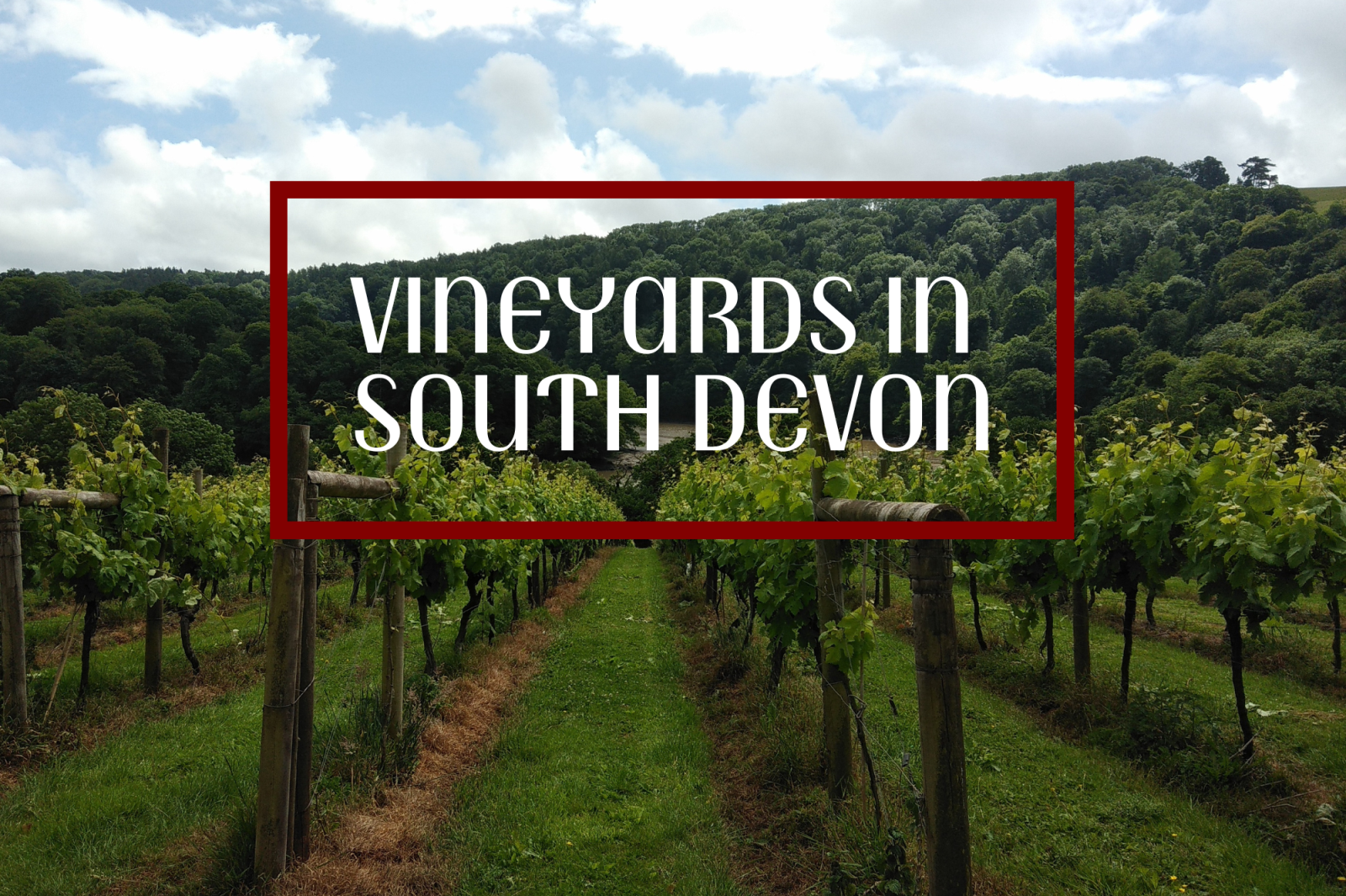 vineyards in south devon